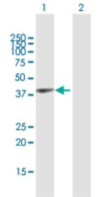 Western Blot: Glycogenin 1 Antibody [H00002992-B01P]