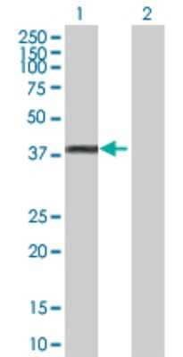 Western Blot: Glycogenin 1 Antibody [H00002992-D01P]