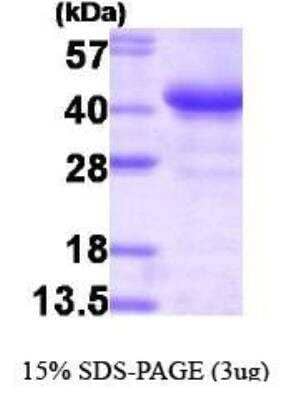 SDS-PAGE: Recombinant Human Glycogenin 1 His-T7 Protein [NBP1-30179]