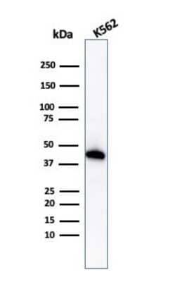 Western Blot: Glycophorin A Antibody (GYPA/1725R)Azide and BSA Free [NBP2-54470]