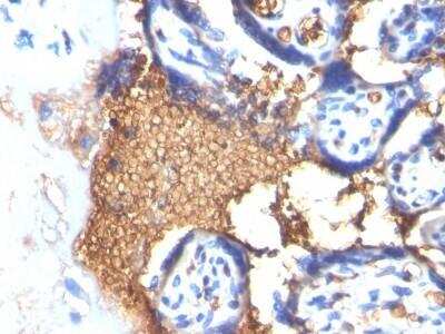 Immunohistochemistry-Paraffin: Glycophorin A Antibody (GYPA/280) - Azide and BSA Free [NBP2-47718]