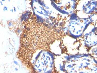 Immunohistochemistry-Paraffin: Glycophorin A Antibody (GYPA/280) - IHC-Prediluted [NBP2-48382]