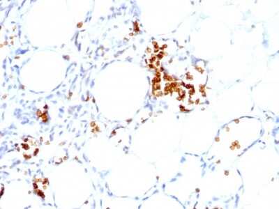 Immunohistochemistry-Paraffin: Glycophorin A Antibody (GYPA/280) [NBP2-45023]