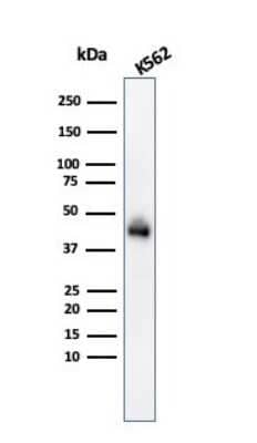 Western Blot: Glycophorin A Antibody (GYPA/280) [NBP2-45023]