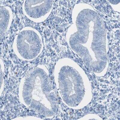 Immunohistochemistry-Paraffin: Glycophorin A Antibody [NBP1-85775]