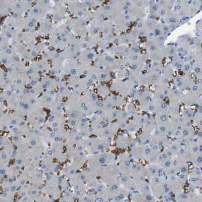 Immunohistochemistry-Paraffin: Glycophorin A Antibody [NBP1-85775]