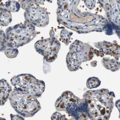 Immunohistochemistry-Paraffin: Glycophorin A Antibody [NBP1-85775]