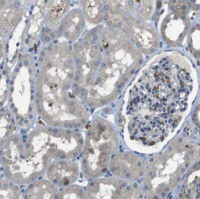 Immunohistochemistry-Paraffin: Glycophorin A Antibody [NBP1-85775]