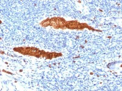 Immunohistochemistry-Paraffin: Glycophorin A Antibody (JC159) - Azide and BSA Free [NBP2-54321]