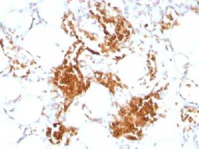 Immunohistochemistry-Paraffin: Glycophorin A Antibody (SPM599) - Azide and BSA Free [NBP2-47719]