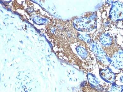 Immunohistochemistry-Paraffin: Glycophorin A Antibody (SPM599) [NBP2-45024]