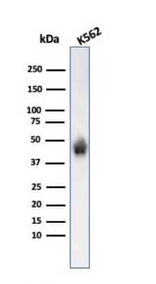 Western Blot: Glycophorin A Antibody (SPM599) [NBP2-45024]