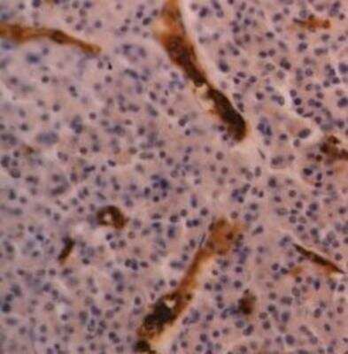 Immunohistochemistry-Paraffin: Glycophorin A Antibody (YTH89.1) - BSA Free [NB100-65015]