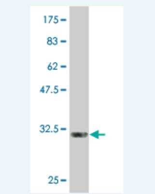 Western Blot: Glycophorin C Antibody (1H3) [H00002995-M01]