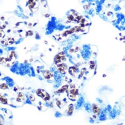 Immunohistochemistry-Paraffin: Glycophorin C Antibody (9K8U2) [NBP3-15385]