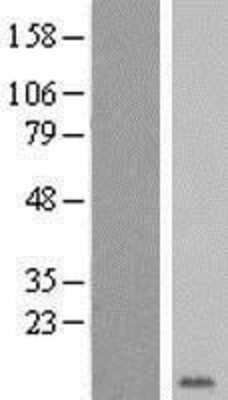 Western Blot: Glycophorin E Overexpression Lysate [NBL1-11414]