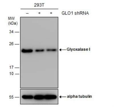 Western Blot: Glyoxalase I Antibody (266) [NBP2-43618]