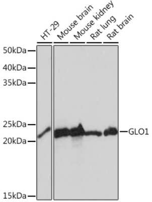 Western Blot: Glyoxalase I Antibody (3G6Q1) [NBP3-16375]