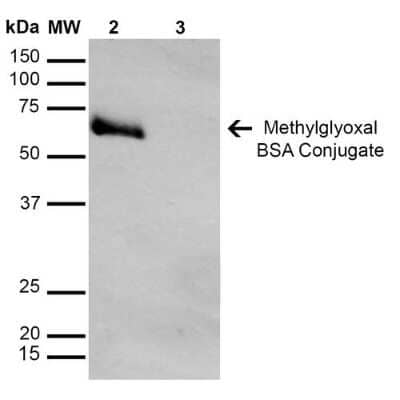 Western Blot: Glyoxalase I Antibody (9F11) [NBP2-59369]