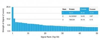 Protein Array: Glyoxalase I Antibody (CPTC-GLO1-1) [NBP3-07311]