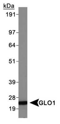 Western Blot: Glyoxalase I Antibody (Glo1a)Azide and BSA Free [NBP2-80755]