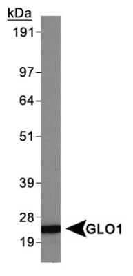 Western Blot: Glyoxalase I Antibody (Glo1a) [NBP1-19015]