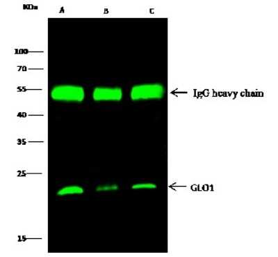 Immunoprecipitation: Glyoxalase I Antibody [NBP2-98271]