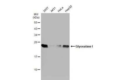 Western Blot: Glyoxalase I Antibody [NBP1-31466]