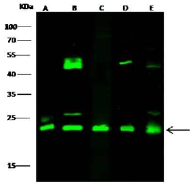 Western Blot: Glyoxalase I Antibody [NBP2-98271]