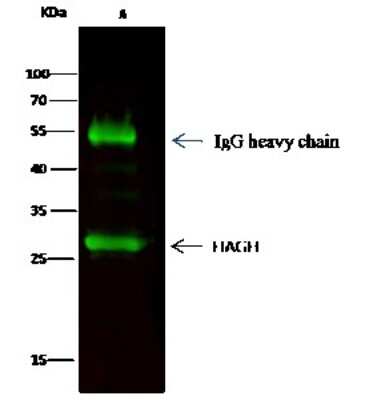 Immunoprecipitation: Glyoxalase II/HAGH Antibody [NBP2-99941]
