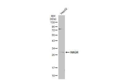 Western Blot: Glyoxalase II/HAGH Antibody [NBP1-33764]