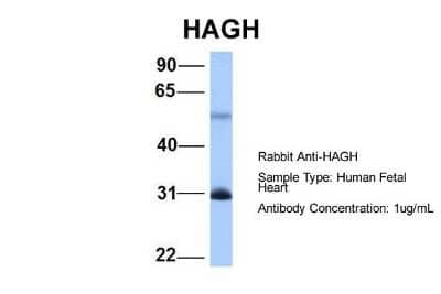 Western Blot: Glyoxalase II/HAGH Antibody [NBP1-56760]