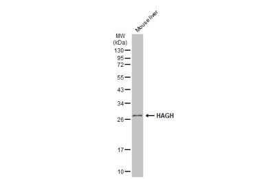 Western Blot: Glyoxalase II/HAGH Antibody [NBP2-16778]