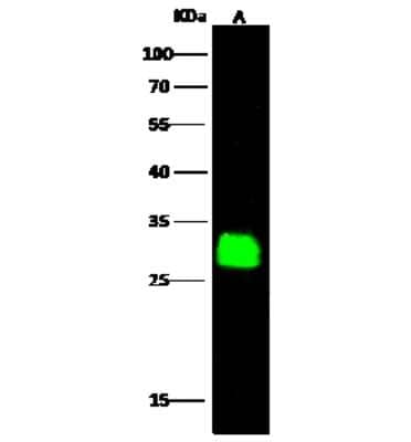 Western Blot: Glyoxalase II/HAGH Antibody [NBP2-99941]