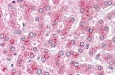 Immunohistochemistry-Paraffin: Glypican 4 Antibody [NBP3-14338]