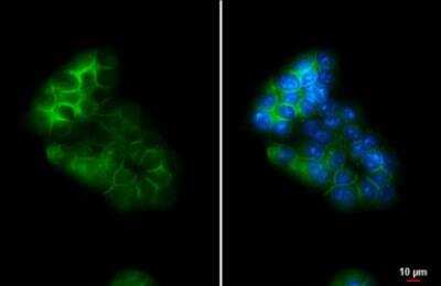 Immunocytochemistry/ Immunofluorescence: Glypican 1 Antibody [NBP1-33197]