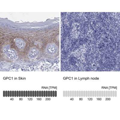 Immunocytochemistry/ Immunofluorescence: Glypican 1 Antibody [NBP3-17035]