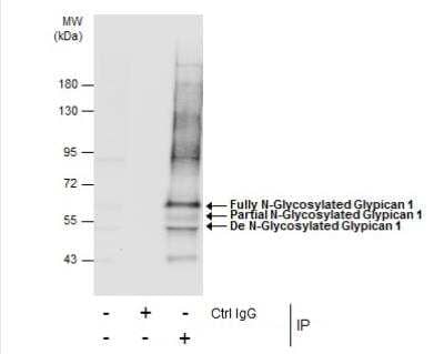 Immunoprecipitation: Glypican 1 Antibody [NBP1-33197]