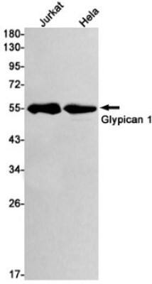 Western Blot: Glypican 1 Antibody (S03-2E8) [NBP3-19539]