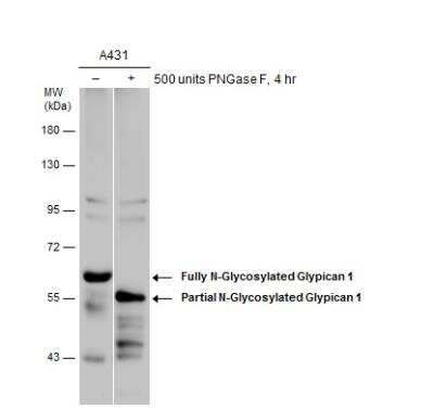 Western Blot: Glypican 1 Antibody [NBP1-33197]