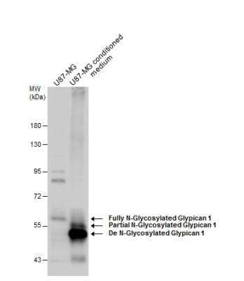 Western Blot: Glypican 1 Antibody [NBP1-33197]