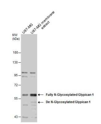 Western Blot: Glypican 1 Antibody [NBP1-33197]