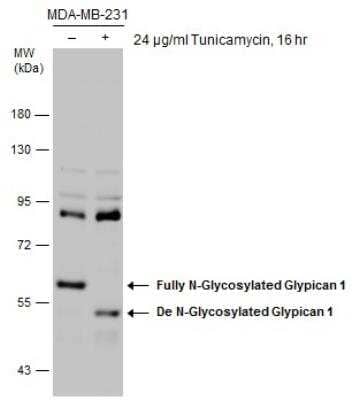 Western Blot: Glypican 1 Antibody [NBP1-33197]