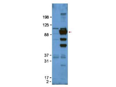 Western Blot: Glypican 1 Antibody [NBP1-42718]