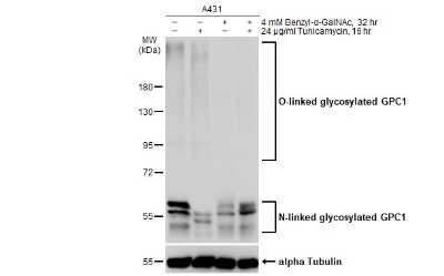 Western Blot: Glypican 1 Antibody [NBP3-13127]