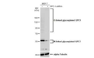 Western Blot: Glypican 1 Antibody [NBP3-13127]