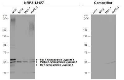 Western Blot: Glypican 1 Antibody [NBP3-13127]