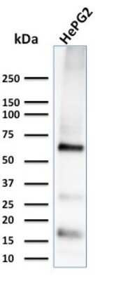 Western Blot: Glypican 3 Antibody (1G12)Azide and BSA Free [NBP2-47760]