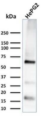 Western Blot: Glypican 3 Antibody (1G12) [NBP2-44484]