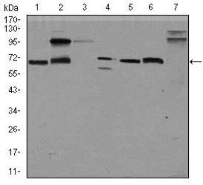 Western Blot: Glypican 3 Antibody (9C2)BSA Free [NBP2-37483]